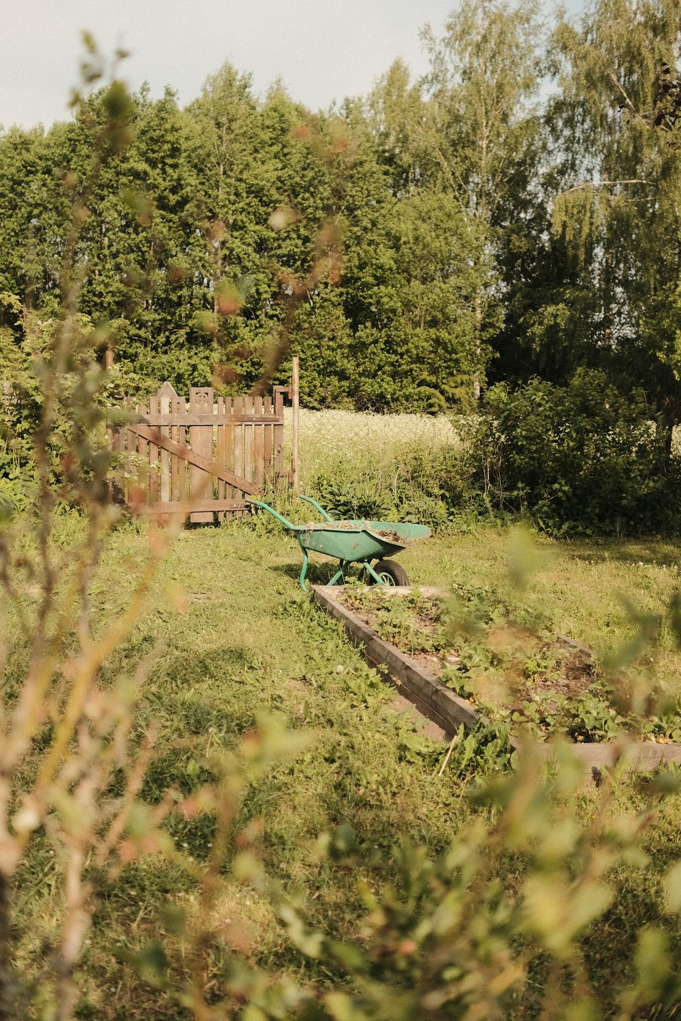 A green wheelbarrow in a garden